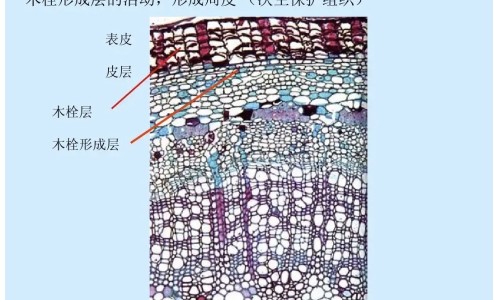 【石膏猫眼石对人有害吗】猫眼石功效和作用 - 透石膏猫眼石的功效与作用网